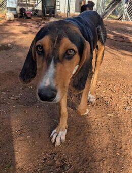 Anemoulis - Mannheim