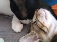 Steve & Poncio - Pärchen sucht Zuhause - Bad Camberg