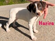 Harira zuckersüß & verschmust 12/24 ESP - Ruppertsecken