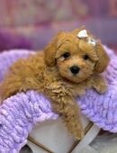 Maltipoo Toy 🐶✨ in 8303