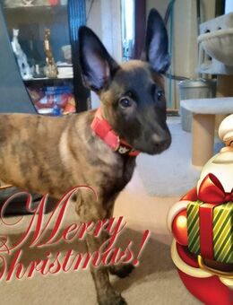 Wir suchen einen Malinois oder Mix ( Weibchen ) bis 12 Wochen - Köln