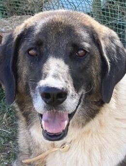 Liebevoller BO - ein großes Notfellchen - Sehnde