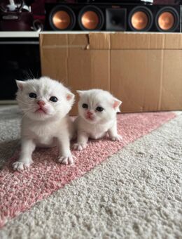 Bkh Mix Kitten - Kamp-Lintfort