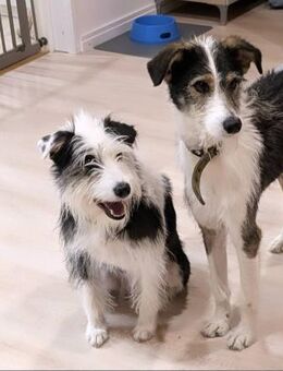 Hundeglück im Doppelpack - Schäftlarn
