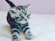 BKH Kitten Katze Britsh Kurzhaar whiskas mit Stammbaum silber tabby classic - Köln