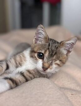 Piratenmädchen Cherry - Margetshöchheim