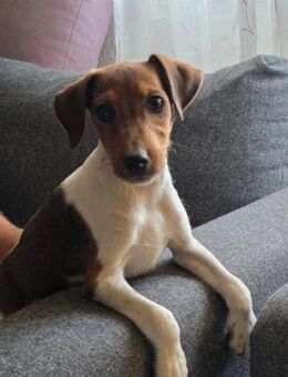 ❤️🐾 JOHN SUCHT EIN ZUHAUSE 🏡🐶 - Stuttgart