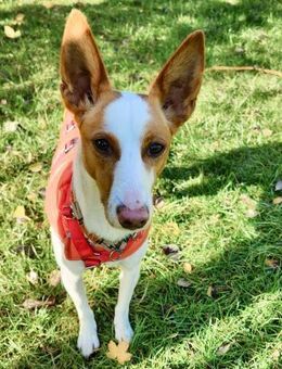 Sanfte Nami wartet in 13509 Berlin - Köln