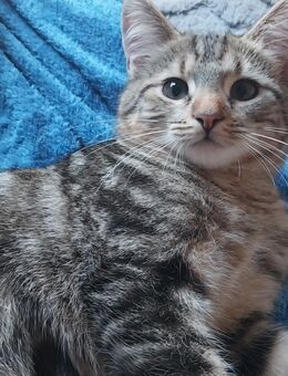 Kitten 3 Monate - Duisburg