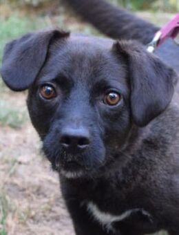 Benji - freundlich verschmuster Rüde - Lohmar