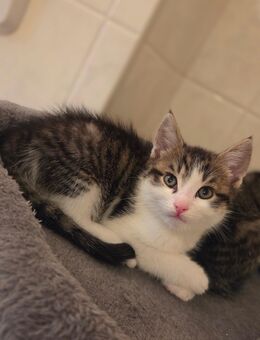 Maine Coon Mix - Reinsberg