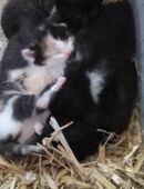 Verspielte Katze 🐱 in 88353