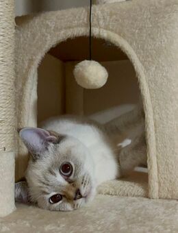 BKH Blue Point Kitte - Zirndorf