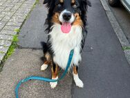 Deckrüde Australian Shepherd Black Tri - Meinerzhagen