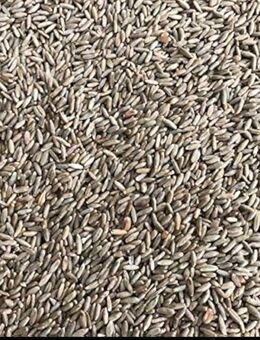 Brotroggen - Klipphausen