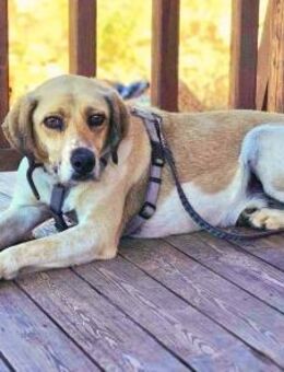 Ares möchte dein Herz erobern! - Bergkirchen