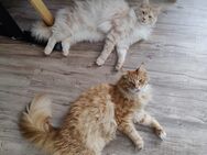 3 Maine-Coon Geschwister suchen ein neues Zuhause - Radevormwald (Stadt auf der Höhe)