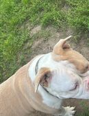 Englisch Bulli Dame sucht Zuhause in 49219