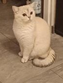 Britischer Deckkater BKH.Der Kater steht nicht zum Verkauf. in 13051