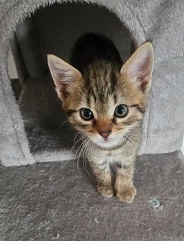 1Katzenbaby/Kitten Nala sucht noch ein neues Zuhause - Neustadt (Weinstraße)