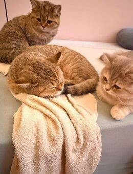 BKH kitten - Männchen , Weiblich , Weiblich - Berlin