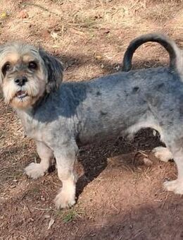 Foffy ❤️ temperamentvoll charakterstark - Velbert