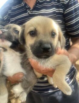 Drew sucht ein Zuhause - Olfen