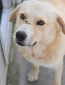 Liebe SINAM sucht liebes Zuhause - Neuberg