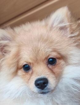 Zwergspitz - Welpe - Vlotho