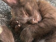 Süße Europäisch Kurzhaar Mix Kitten – 11 Wochen alt 🏡 - Magdeburg