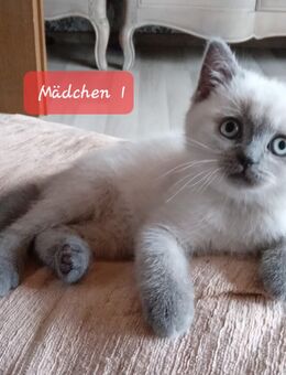 Reinrassige BKH Kitten - Brakel