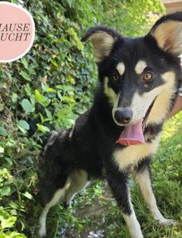 AZRA suche ihr perfect match ❤️ - Saarbrücken