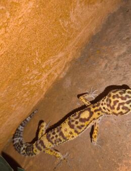 Leopardengecko W - Verl Kaunitz