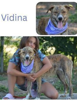 Vidina - Wendelstein