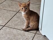 Zwei kleine Katzenkinder suchen noch ein neues Zuhause - Teuchern Gröbitz
