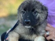 Kleiner Eisbär Esra sucht neue Mama! - München