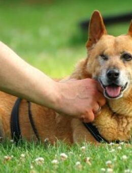 Bertha sucht Menschen mit Bollerwagen - Neu Ulm