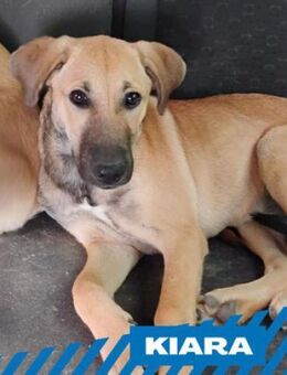 Kiara - liebt das Wasser - Berlin