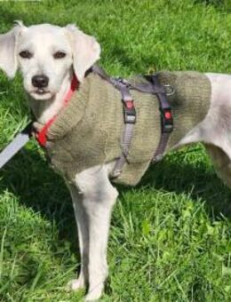 Lustige SOPHIE sucht liebes Zuhause - Neuberg