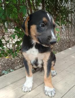 Sherlock mit dem tollen Blick - Celle