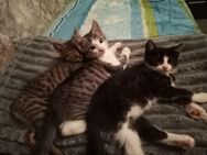 Katzenbabys zu verkaufen - Hamburg