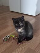 Süsse BKH-KITTEN in 51143