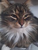 Tiger – lieber Kater sucht ein liebevolles Zuhause in 98673