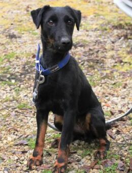 Jully 💗 aktiv, lebhaft+ gelehrig! - Hamburg