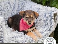Chip 248901: Hundekind sucht ein Zuhause - Kirchzell