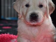 Wunderschöne sehr helle Golden Retriever Welpen - Bad Mergentheim