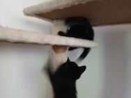 3 Monate alte Kitten abzugeben - Hannover
