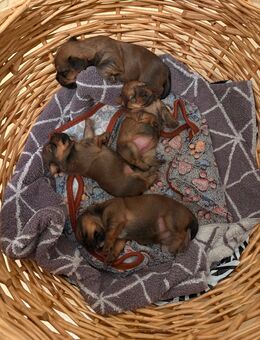 Yorkshire Terrier Welpen - Schorfheide