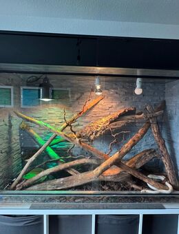 2 Kornnattern mit Terrarium abzugeben - Solingen (Klingenstadt)