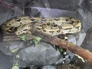 Boa Constrictor Constrictor (Brasilien) mit Terrarium abzugeben - Buchenberg